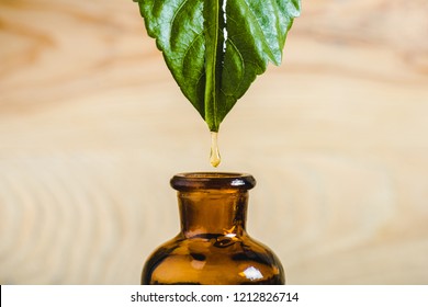 Close Up Of Essential Oil Dripping From Leaf Into Glass Bottle Isolated On Beige