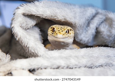 close up of eublepharis lizard head in soft blanket folds. A beautiful gecko
