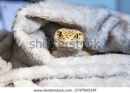 close up of eublepharis lizard head in soft blanket folds. A beautiful gecko