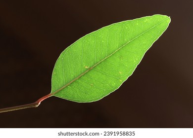 close up of a eucalyptus leaf
