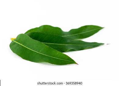 Close Up Eucalyptus Leaves On White