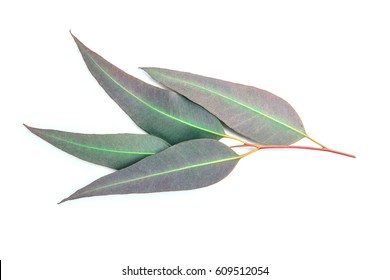 Close Up Eucalyptus Leaves On White Background