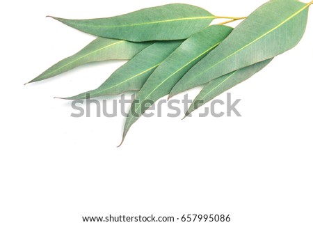 close up Eucalyptus leaves on white background