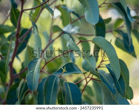 Close Up of Eucalyptus Tree Leaves
