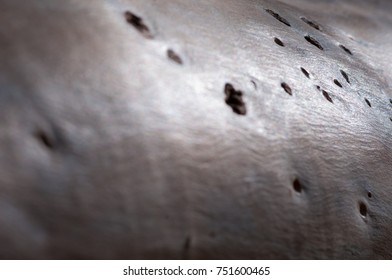 close up of Eucalyptus tree trunk- Israel