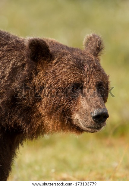 Close up of a Eurasian brown\
bear