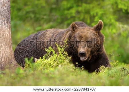Close up of an Eurasian Brown bear in a forest, Finland.