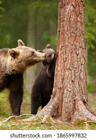 Close up of an Eurasian brown bear (Ursos arctos) watching her playful cub trying to climb a tree, Finland.