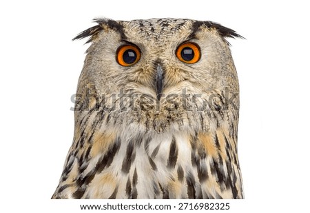 Close up of an eurasian eagle owl facing forward against a white background