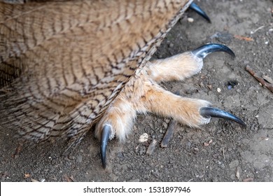 Close Up Eurasian Eagle Owl Foot And Talons