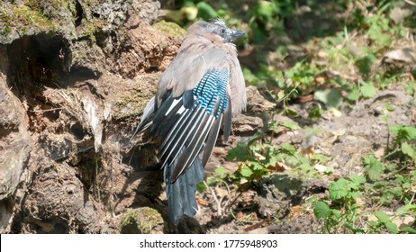 Close up of a eurasian jay in the forest