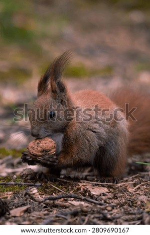 Close Up of Eurasian Red Squirrel Holding Walnut on Forest Floor