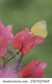 Close up of Eurema Hecabe - The Common Grass Yellow butterfly on pink flowers

