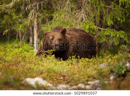 Similar – Brown Bear