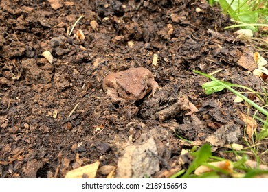 Close Up Of A European Common Toad (Bufo Bufo) Coming Out Of Its Underground Home
