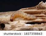 Close up of European corn borer (Ostrinia nubilalis) larva in dead corn stem
