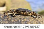 Close up of the European green crab(carcinus maenas) dead on the rock on the beach. Green shore crab can find in littoral.Ecology crustacean