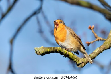 Close Up Of A European Robin (Erithacus Rubecula) Calling In Spring, UK.