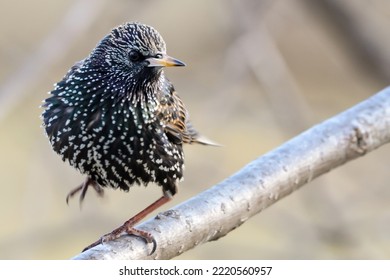 Close up a European Starling getting ready to take flight off a branch on a early Spring morning. - Powered by Shutterstock