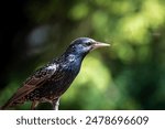 A Close Up of a European Starling Standing on a Branch in a Green Forest