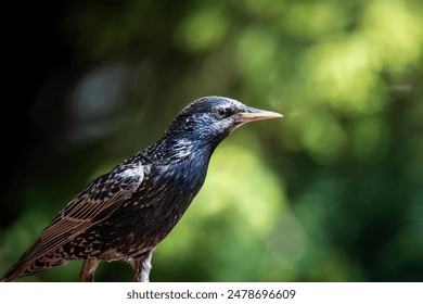 A Close Up of a European Starling Standing on a Branch in a Green Forest - Powered by Shutterstock