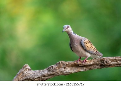 Close up of European Turtle Dove (Streptopelia turtur) sitting on the branch, member of the bird family Columbidae