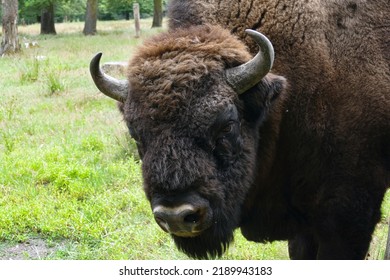 Close Up Of A European Wood Bison