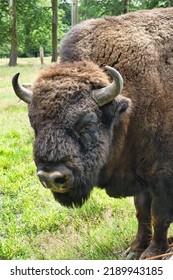 Close Up Of A European Wood Bison