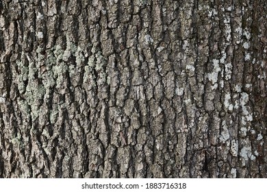 Close up of the evenly structure of an oak tree. perfect for background.