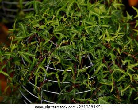 Close up of the evergreen leaves of the climbing garden plant Hedera helix tripod growing on a plant support frame.