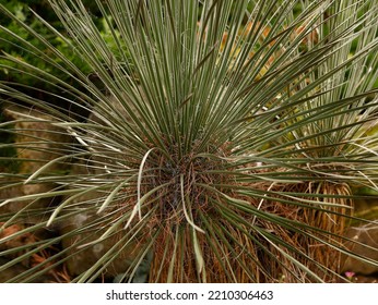 Close Up Of The Evergreen Leaves Of The Garden Perennial For Dry Soil Yuca Angustifolia Hardy Plant In The UK.