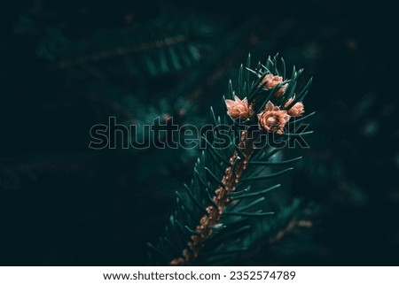 A close up of an evergreen Spruce branch