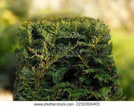 Close up of the evergreen Taxus baccata or yew hedge seen in the garden.