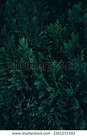 A close up of evergreen Thuja tree branches