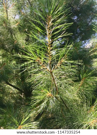 Close up of everygreen tree