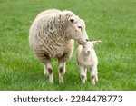 Close up of a ewe, or female sheep tending to her young lamb in Springtime, facing camera. Concept: a mother