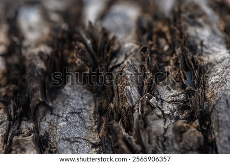 Similar – Image, Stock Photo Tree bark is examined for pests