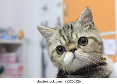 Close Up Of Exotic Short Hair Cat  