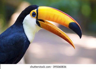 Close up of exotic toucan bird in natural setting near Iguazu Falls, Foz do Iguacu, Brazil.