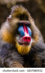 close up and expression of mandrill monkey