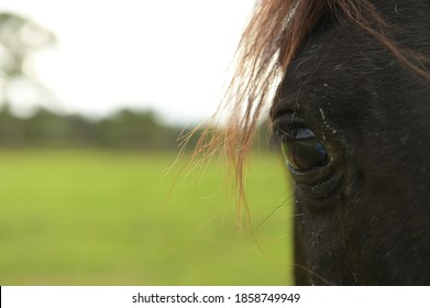Close up of a horse’s eye