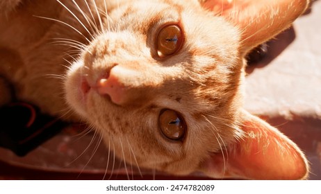 Close up the cat’s eye 