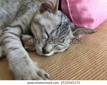 Close eye cat.Lazy cat while sleeping on sofa. Lovely posture of sleepy cat. Copy space on right side. Face of catnap.