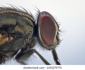 Close Up Eye Of Dead House Fly From Side View