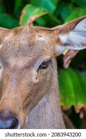Close up eye of deer in nature. Beautiful and lovely deer face
