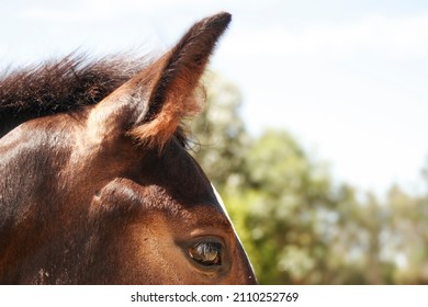 Close up eye detail foal, horse pony face detail, ear and eye brown foal, bay chestnut brown horse looking, brown foal horse pony.