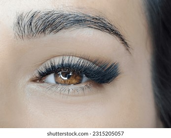 close up of eye with eyelash extensions in beauty salon macro eye