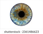 Close up of eye iris on white background, macro, photography