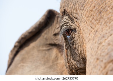 an close up of an eye of an old elephant