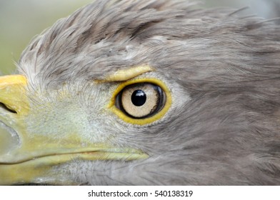 Close Up Eye Of  White-tailed Eagle (Haliaeetus Albicilla)